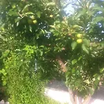 Guesthouse Lopar شقة