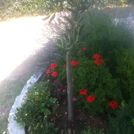 Guesthouse Lopar Apartment *